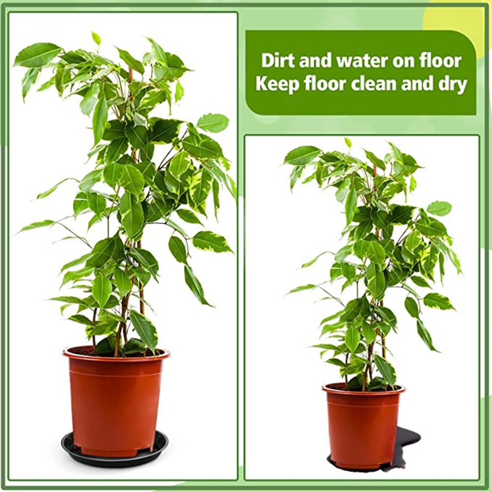 2 pçs bandejas de plantas redo - Echeveria Succulent avaliação e preço