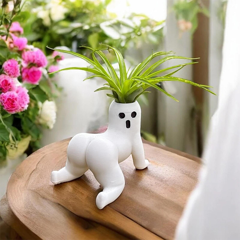 Engraçado grande espólio fanta - Echeveria Succulent avaliação e preço