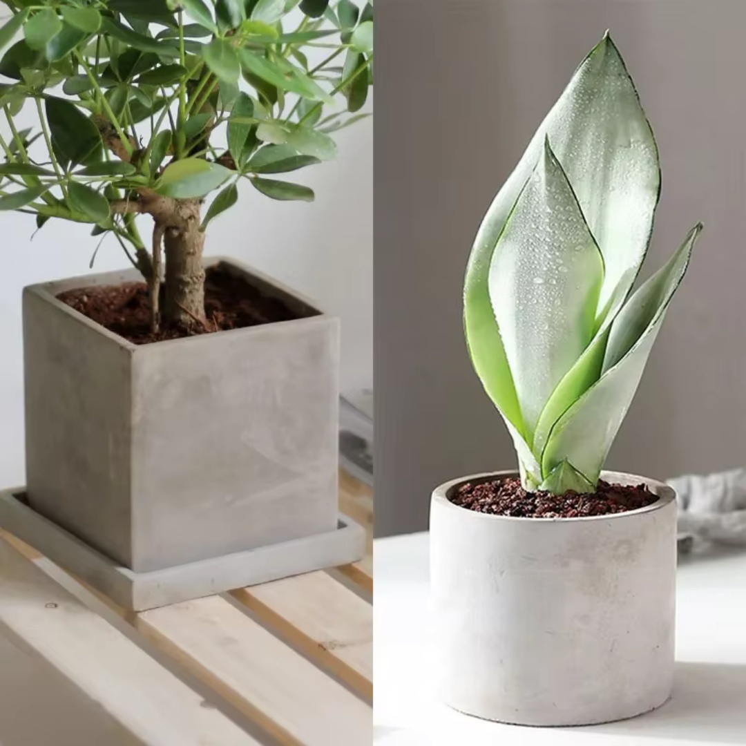 Molde de Silicone Redondo Gran - Echeveria Succulent avaliação e preço